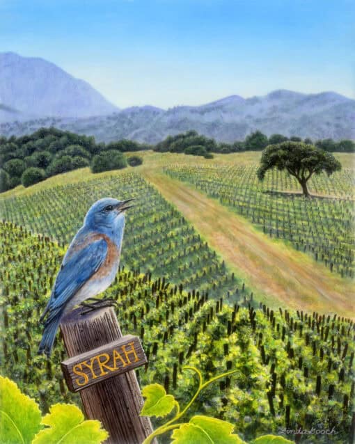 Springtime Syrah